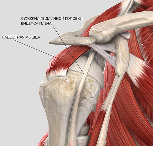 Анатомия плечевого сустава сухожилия надостной мышцы