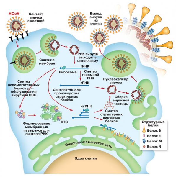 Синтез вирусного белка