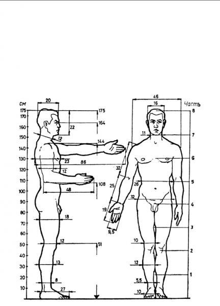 Внешние параметры человека. Антропометрия параметры человека. Антропометрия эргономика мужчины. Габариты человеческого тела. Стандартные пропорции человека.