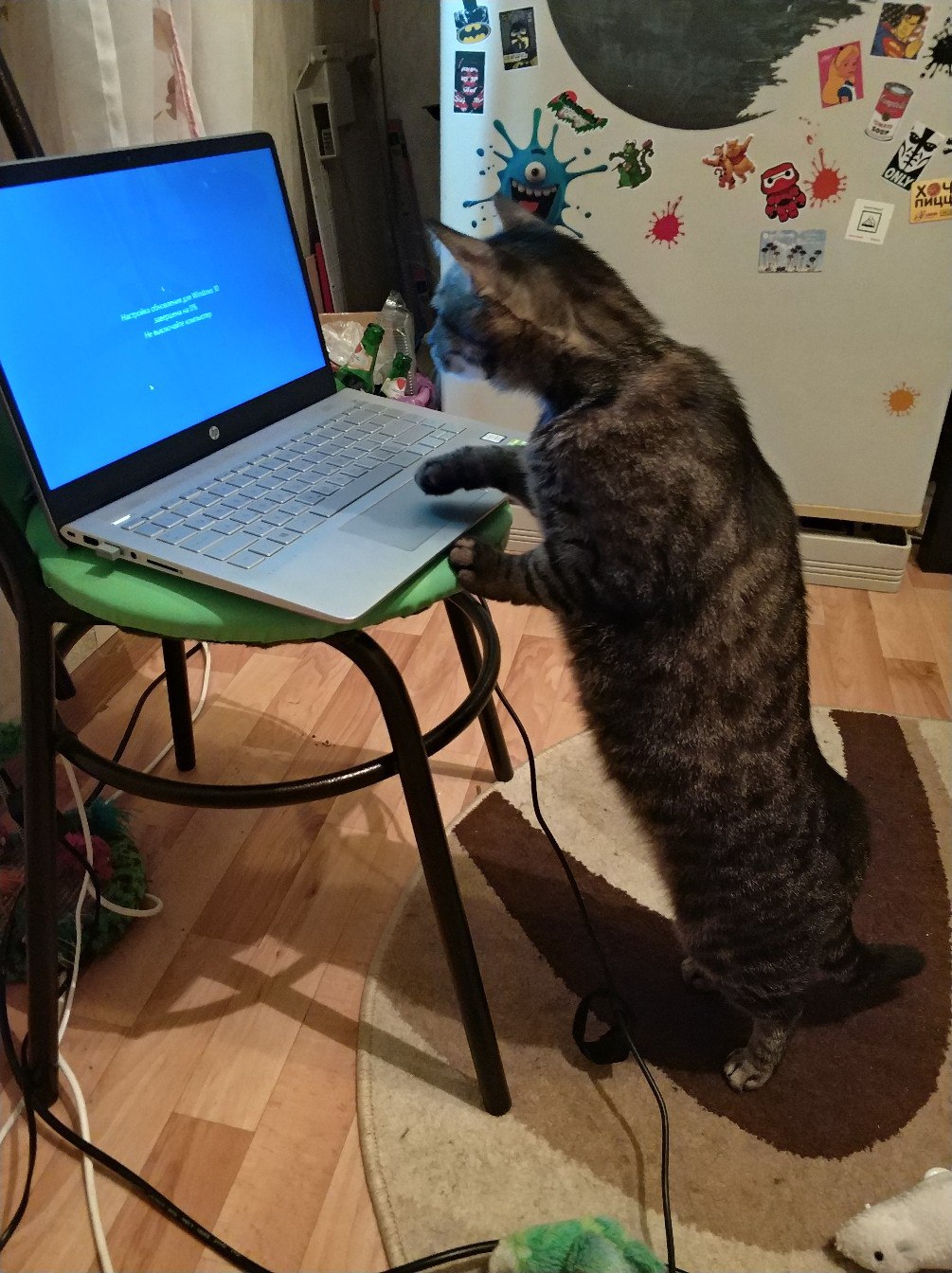 Кот разработчик. Кот программист. Коты программисты. Кот Компьютерщик. Котики айтишники.