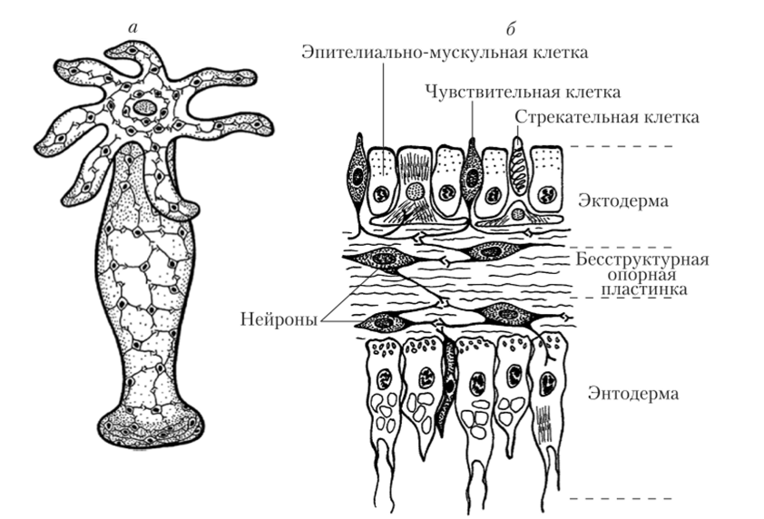 Представители диффузной нервной системы. Строение нервная система кишечнополостных животных. Схема строения нервной системы гидры. Кишечнополостные строение нервной системы. Гидра нервная система диффузного типа.