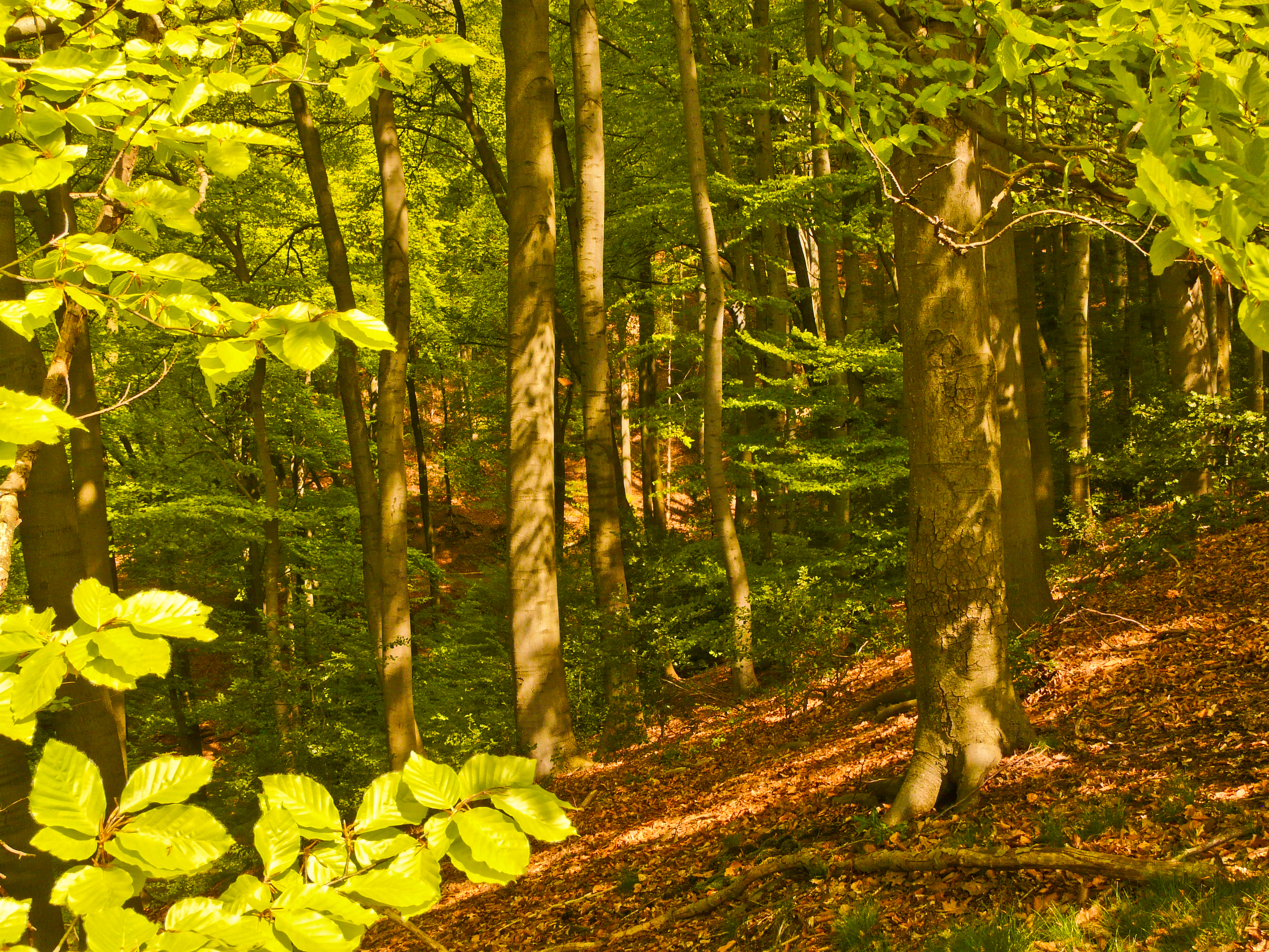 Буковый лес Германия