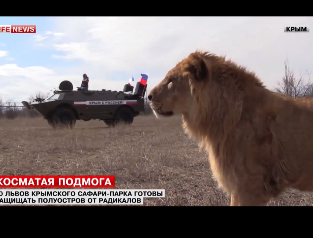 Защитники лев. Боевые львы Зубкова. Навыки Льва боевые. Сибу боевого Льва. Лев защитник пародия.